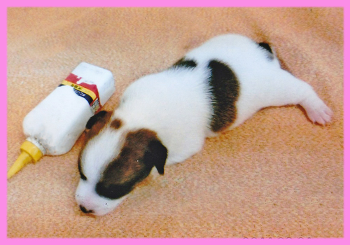 ジャックラッセルテリア　タン＆ホワイト　メス　子犬販売の専門店　AngelWan　横浜