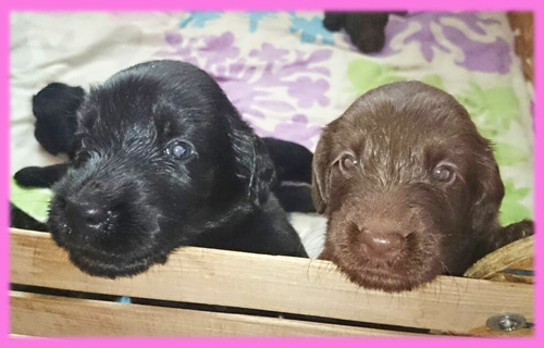 フラットコーテッドレトリバー　ブラック　メス　子犬販売の専門店　AngelWan　横浜