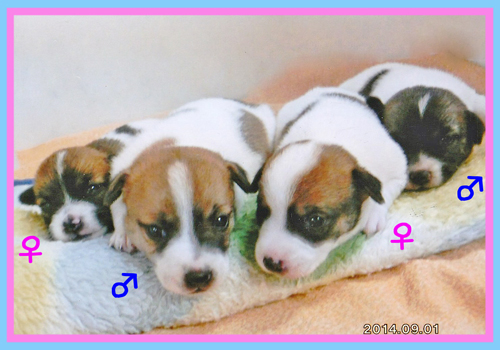 ジャックラッセルテリア　タン＆ホワイト　子犬販売の専門店　AngelWan　横浜