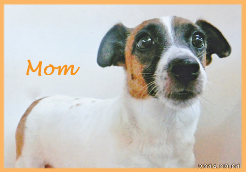 ジャックラッセルテリア　母犬　子犬販売の専門店　AngelWan　横浜