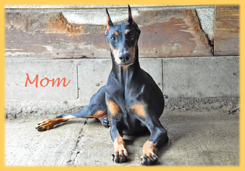 ドーベルマン ブラックタン 母犬 子犬販売の専門店 AngelWan 横浜