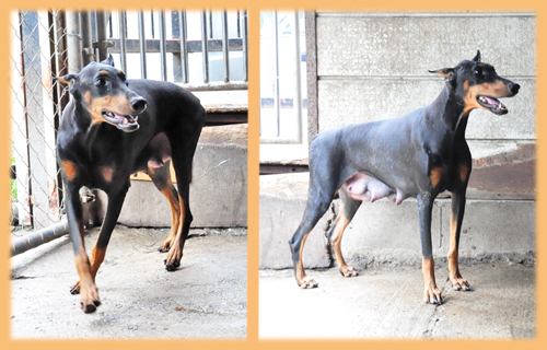 ドーベルマン ブラックタン 母犬 子犬販売の専門店 AngelWan 横浜