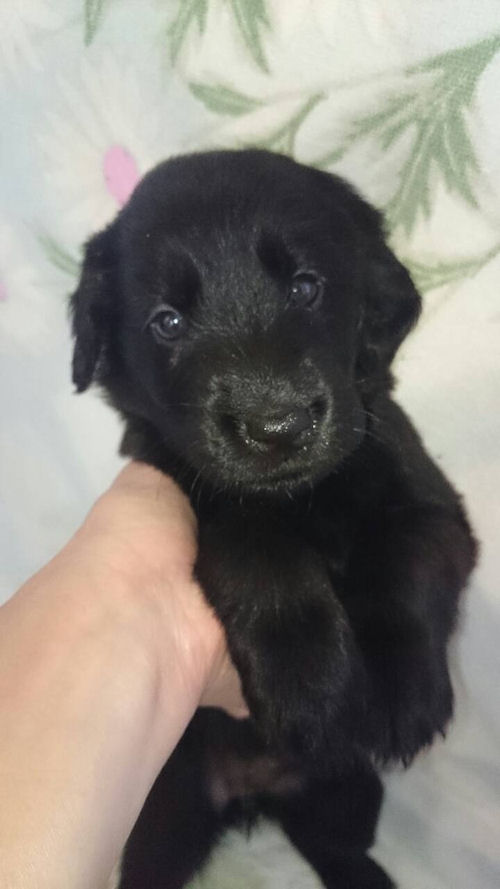 フラットコーテッドレトリバーの子犬　ブリーダー　　　子犬販売の専門店　AngelWan　横浜