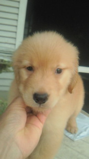 ゴールデンレトリバー　ブリーダー　子犬販売の専門店　AngelWan　横浜