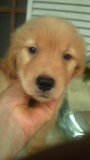 ゴールデンレトリバー　ブリーダー　子犬販売の専門店　AngelWan　横浜