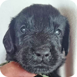 フラットコーテッドレトリバー　ブラック　オス　子犬販売の専門店　AngelWan　横浜