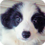 ボーダーコリー ブラック&ホワイト オス 子犬販売の専門店 AngelWan 横浜