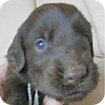 フラットコーテッドレトリバー　レバー　オス　子犬販売の専門店　AngelWan　横浜