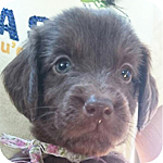 フラットコーテッドレトリバー　レバー　メス　子犬販売の専門店　AngelWan　横浜