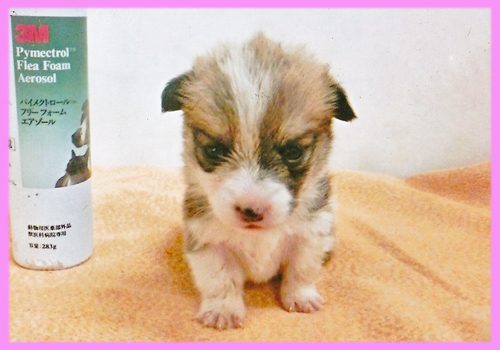 コーギー　レッド＆ホワイト　メス　子犬販売の専門店　AngelWan　横浜