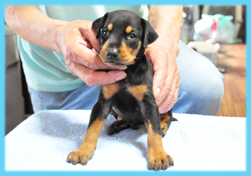ドーベルマン　ブラックタン　オス　子犬販売の専門店　AngelWan　横浜