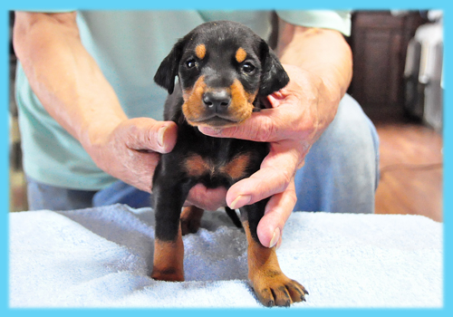 ドーベルマン　ブラックタン　オス　子犬販売の専門店　AngelWan　横浜