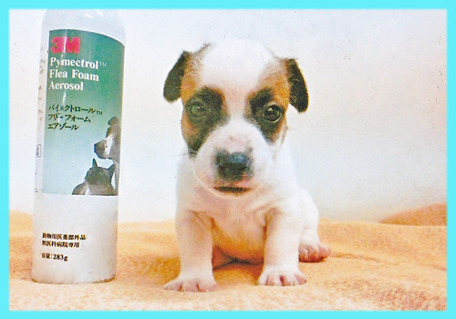 ジャックラッセルテリア　オス　子犬販売の専門店　AngelWan　横浜