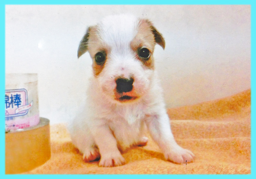 ジャックラッセルテリア　オス　子犬販売の専門店　AngelWan　横浜