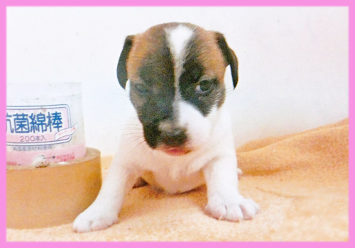 ジャックラッセルテリア　メス　子犬販売の専門店　AngelWan　横浜
