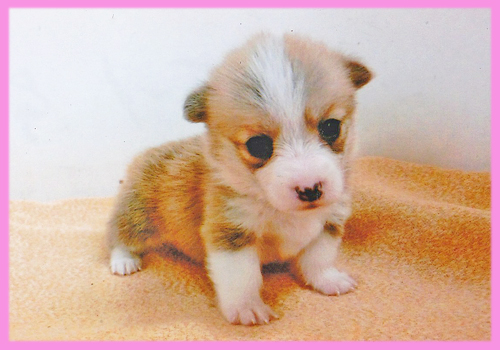 コーギー　レッド＆ホワイト　メス　子犬販売の専門店　AngelWan　横浜