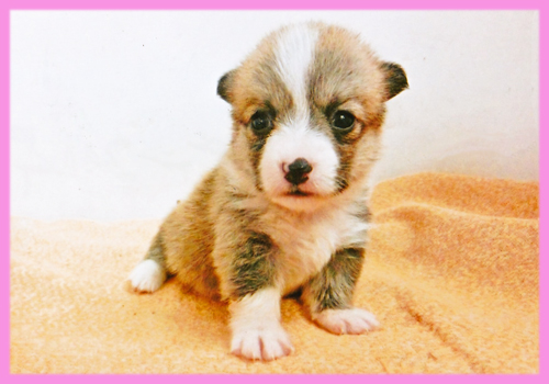 コーギー　レッド＆ホワイト　メス　子犬販売の専門店　AngelWan　横浜