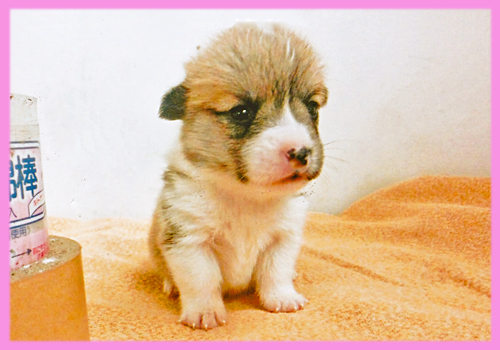 コーギー レッド&ホワイト メス 子犬販売の専門店 AngelWan 横浜