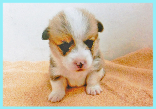 コーギー レッド&ホワイト オス 子犬販売の専門店 AngelWan 横浜