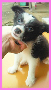 ボーダーコリー ブラック&ホワイト メス 子犬販売の専門店 AngelWan 横浜