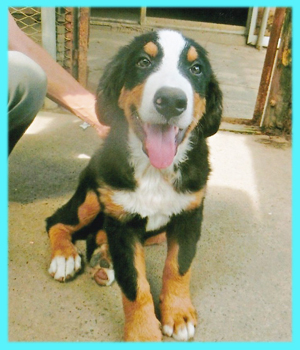 バーニーズマウンテンドッグ　オス　子犬販売の専門店　AngelWan　横浜