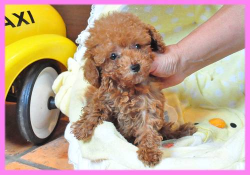 トイプードル レッド メス 子犬販売の専門店 AngelWan 横浜