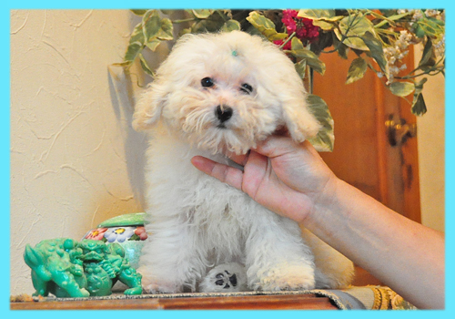 トイプードル　ホワイト　オス　子犬販売の専門店　AngelWan　横浜