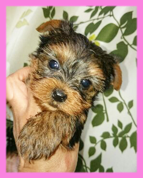 ヨークシャテリア　メス　子犬販売の専門店　AngelWan　横浜