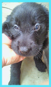 フラットコーテッドレトリバー ブラック オス 子犬販売の専門店 AngelWan 横浜