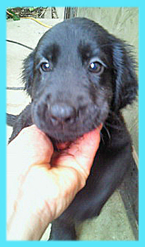 フラットコーテッドレトリバー　ブラック　オス　子犬販売の専門店　AngelWan　横浜