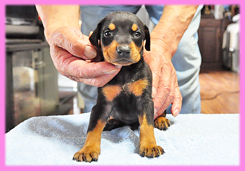 ドーベルマン ブラックタン メス 子犬販売の専門店 AngelWan 横浜