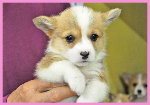 コーギー　メス　子犬販売の専門店　AngelWan　横浜