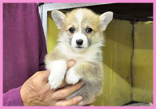 コーギー　メス　子犬販売の専門店　AngelWan　横浜