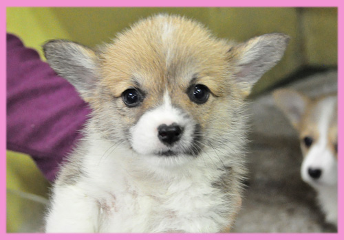 コーギー 子犬販売の専門店 AngelWan 横浜