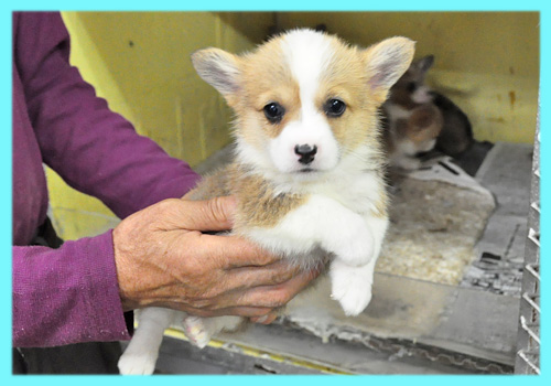 コーギー オス 子犬販売の専門店 AngelWan 横浜