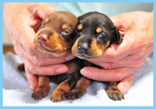 ドーベルマン　ブラックタン　チョコレートタン　オス　子犬販売の専門店　AngelWan　横浜