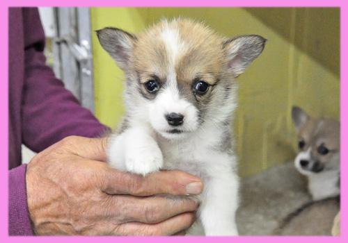 コーギー　メス　子犬販売の専門店　AngelWan　横浜