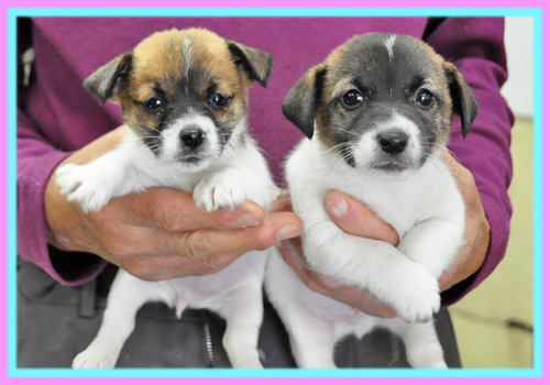 ジャックラッセルテリア　子犬販売の専門店　AngelWan　横浜
