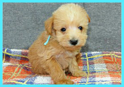 ミックス　シュナプー　子犬販売の専門店　AngelWan　横浜