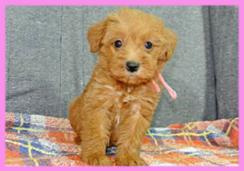 ミックス　シュナプー　メス　子犬販売の専門店　AngelWan　横浜