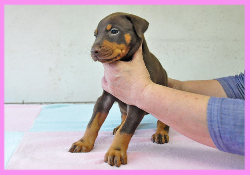 ドーベルマン チョコレートタン メス 子犬販売の専門店 AngelWan 横浜