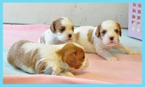 キャバリア　オス　子犬販売の専門店　AngelWan　横浜