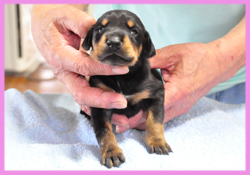 ドーベルマン　ブラックタン　メス　子犬販売の専門店　AngelWan　横浜