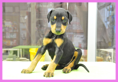 ドーベルマン　ブラックタン　メス　子犬販売の専門店　AngelWan　横浜