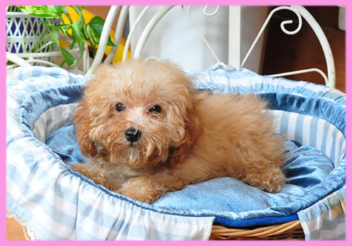 トイプードル アプリコット メス 子犬販売の専門店 AngelWan 横浜