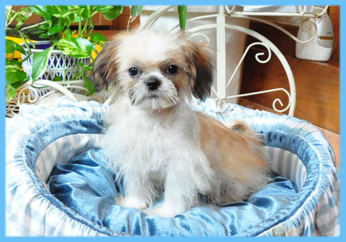 シーズー オス 子犬販売の専門店 AngelWan 横浜