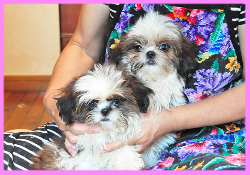 シーズー　ホワイト＆ゴールド　メス　子犬販売の専門店　AngelWan　横浜