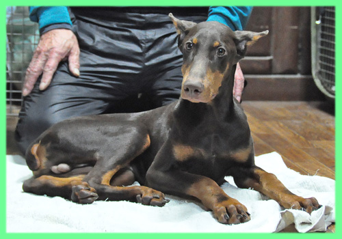ドーベルマン　チョコレートタン　オス　子犬販売の専門店　AngelWan　横浜　