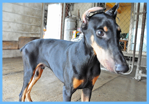 ドーベルマン　ブラックタン　オス　子犬販売の専門店　AngelWan　横浜