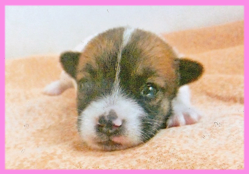 ジャックラッセルテリア　タン＆ホワイト　メス　子犬販売の専門店　AngelWan　横浜